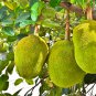 Jackfruit 5 PCS Seeds
