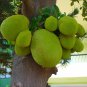 Jackfruit 5 PCS Seeds