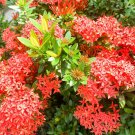 Ixora Chinensis Bonsai Plant Flower 100 PCS Seeds