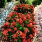 Ixora Chinensis Bonsai Plant Flower 100 PCS Seeds