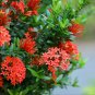 Ixora Chinensis Bonsai Plant Flower 100 PCS Seeds