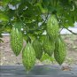 Ixeris denticulata Mountain bitter Mai vegetables 20 PCS Seeds