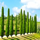 Italian Cypress Trees Platycladus Orientalis 100 PCS Seeds
