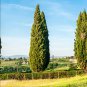 Italian Cypress Trees Platycladus Orientalis 100 PCS Seeds