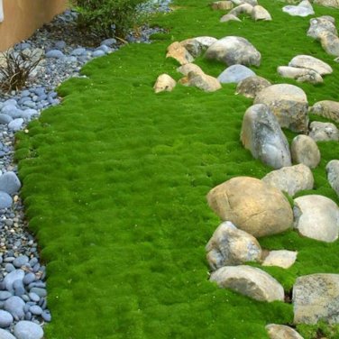 Irish Moss Plants Courtyard Bonsai Sagina Subulata Plantas 200 PCS Seeds
