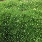 Irish Moss Plants Courtyard Bonsai Sagina Subulata Plantas 200 PCS Seeds
