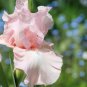 Iris tectorum Red Rose Red White Colorful Flowers 20 PCS Seeds