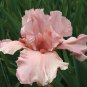 Iris tectorum Red Rose Red White Colorful Flowers 20 PCS Seeds