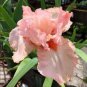 Iris tectorum Red Rose Red White Colorful Flowers 20 PCS Seeds