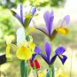 Iris tectorum Mixed 6 Colors 20 PCS Seeds