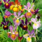 Iris tectorum Mixed 6 Colors 20 PCS Seeds