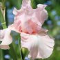Iris Flower Golden Light Pink Rose Pink Flowers 100 PCS Seeds