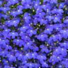 Imported Lobelia Flowers Blooming Covering Flore Outdoor Planting 200 PCS Seeds Imported Lobelia Flowers Blooming Covering Flore Outdoor Planting 200 PCS Seeds