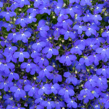 Imported Lobelia Flowers Blooming Covering Flore Outdoor Planting 200 PCS Seeds