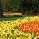 Imported Hydro Tulip Fresh Garden Bulbs 10 PCS Seeds Imported Hydro Tulip Fresh Garden Bulbs 10 PCS Seeds