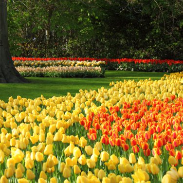 Imported Hydro Tulip Fresh Garden Bulbs 10 PCS Seeds