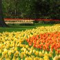 Imported Hydro Tulip Fresh Garden Bulbs 10 PCS Seeds