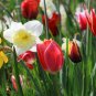 Imported Hydro Tulip Fresh Garden Bulbs 10 PCS Seeds