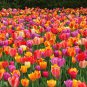 Imported Hydro Tulip Fresh Garden Bulbs 10 PCS Seeds