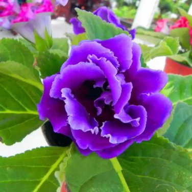 Imported Gloxinia Plant 200 PCS Seeds