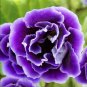 Imported Gloxinia Plant 200 PCS Seeds