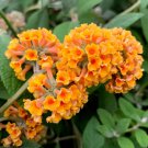 Imported Butterfly Bush Bonsai Buddleia Davidii Mix Flower 50 PCS Seeds
