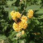 Imported Butterfly Bush Bonsai Buddleia Davidii Mix Flower 50 PCS Seeds