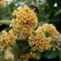Imported Butterfly Bush Bonsai Buddleia Davidii Mix Flower 50 PCS Seeds