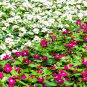 Impatiens walleriana Hook Mixed Busy Lizzy Flowers 100 PCS Seeds