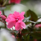 Impatiens balsamina Rose Red Double Flowers 50 PCS Seeds Impatiens balsamina Rose Red Double Flowers 50 PCS Seeds