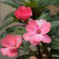 Impatiens balsamina Rose Red Double Flowers 50 PCS Seeds