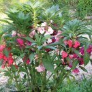 Impatiens balsamina Mixed Colors Single Petals 50 PCS Seeds
