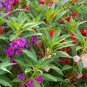 Impatiens balsamina Mixed Colors Single Petals 50 PCS Seeds