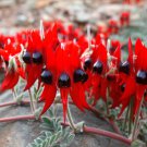 SWAINSONA formosa Sturt
