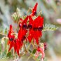 SWAINSONA formosa Sturt