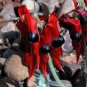 SWAINSONA formosa Sturt