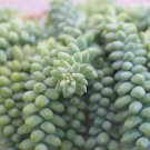 Succulent Plants Bonsai Sedum Multiceps Potted Plants Purify 100 PCS Seeds Succulent Plants Bonsai Sedum Multiceps Potted Plants Purify 100 PCS Seeds