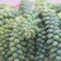 Succulent Plants Bonsai Sedum Multiceps Potted Plants Purify 100 PCS Seeds