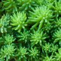 Succulent Plants Bonsai Sedum Multiceps Potted Plants Purify 100 PCS Seeds