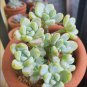 Succulent Plants Bonsai Sedum Multiceps Potted Plants Purify 100 PCS Seeds