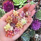 Succulent Cactus Bonsai for Home & Garden Pot Plant Home Garden 100 PCS Seeds Succulent Cactus Bonsai for Home & Garden Pot Plant Home Garden 100 PCS Seeds