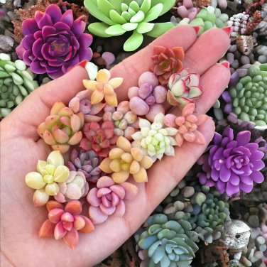 Succulent Cactus Bonsai for Home & Garden Pot Plant Home Garden 100 PCS Seeds