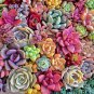 Succulent Cactus Bonsai for Home & Garden Pot Plant Home Garden 100 PCS Seeds