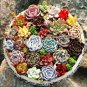 Succulent Cactus Bonsai for Home & Garden Pot Plant Home Garden 100 PCS Seeds