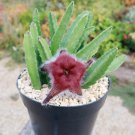 Stapelia Pulchella Lithops Mix Succulents Raw Stone Cactus Plant 100 PCS Seeds Stapelia Pulchella Lithops Mix Succulents Raw Stone Cactus Plant 100 PCS Seeds