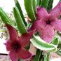 Stapelia Pulchella Lithops Mix Succulents Raw Stone Cactus Plant 100 PCS Seeds