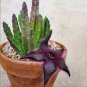 Stapelia Pulchella Lithops Mix Succulents Raw Stone Cactus Plant 100 PCS Seeds