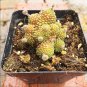 Monanthes Polyphylla One Flowered House Leek Dwarf Crassula 10 PCS Seeds