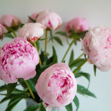 Sorbet Robust Colorful Double Blooms Peony Tree Meaty Pink Yellow 10 PCS Seeds