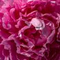 Sorbet Robust Colorful Double Blooms Peony Tree Meaty Pink Yellow 10 PCS Seeds
